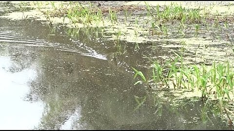 Câu cá lóc ở ao bèo lâu năm toàn cá to