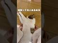 【保護猫】足を布団代わりに寝にくる猫