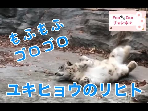 【ユキヒョウ】ゴロゴロするユキヒョウのリヒト@秋田大森山動物園(2019/11月)