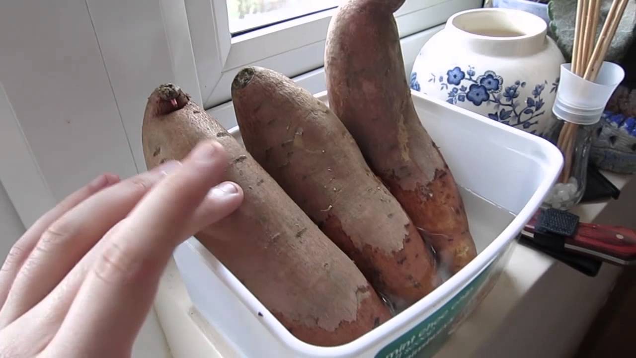 VLOG: Day 84 - New Sweet Potatoes and Bulk Bags as Planters??