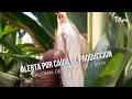 Alerta por caída de producción nacional de maíz, fríjol y soya - TvAgro por Juan Gonzalo Angel