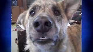 What If Dogs Could Talk Like This?