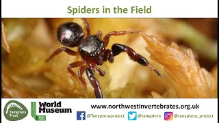 UK Spider Identification in the Field