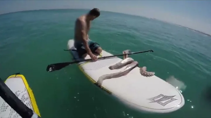 Giant Squid attacks Surfboard but with a familiar Theme