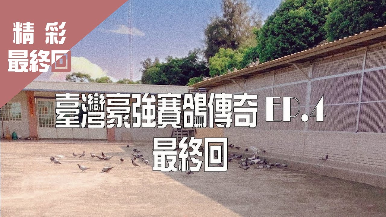 臺灣豪強賽鴿傳奇 EP.4 完整版 2019年最新版 完結