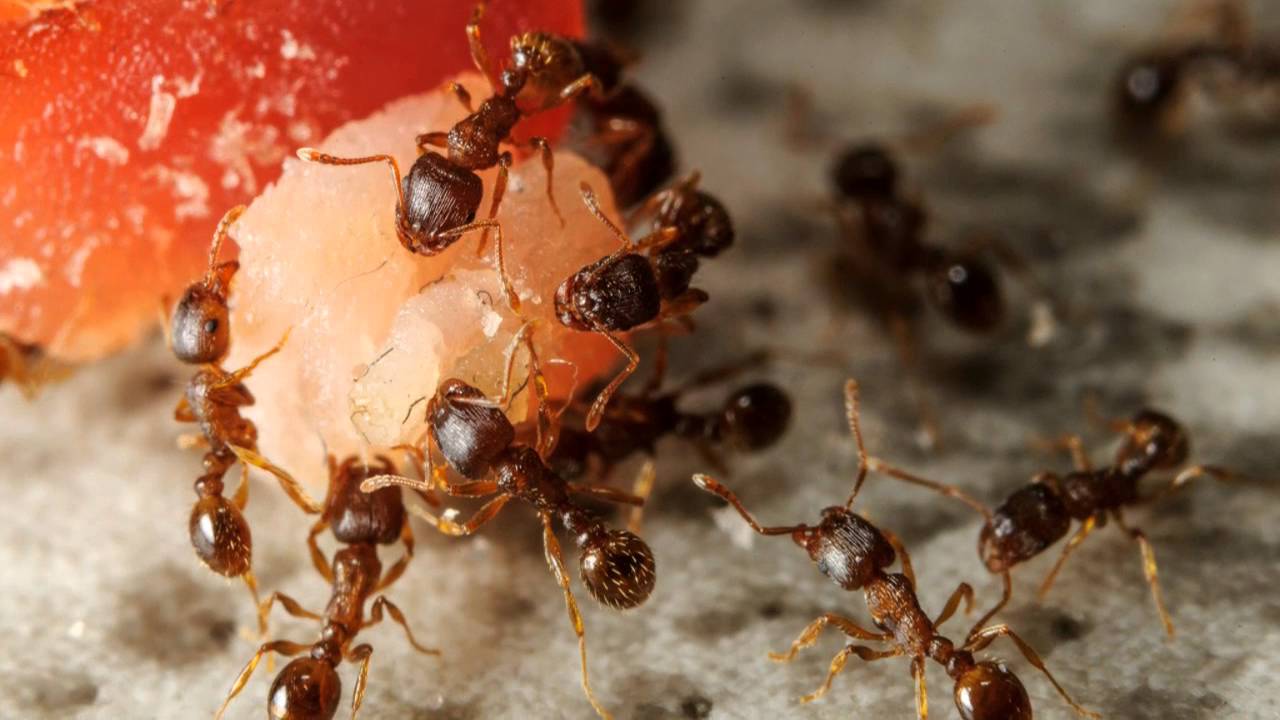 Termite Control 559-248-1155 Selma CA 93662 Bed Bugs