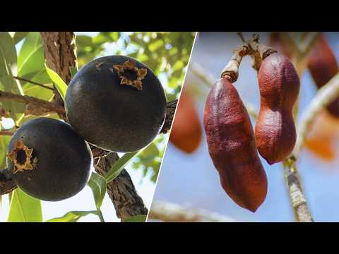 FRUTAS INCRÍVEIS DA BIODIVERSIDADE BRASILEIRA QUE IRÃO TE IMPRESSIONAR