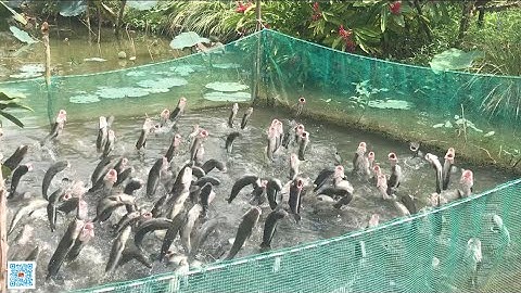 Cá Lóc Bay | Du lịch Cồn Sơn, Cần Thơ @LaNguyenBaoTV