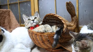 かご猫 Blogの配信のサムネイル画像