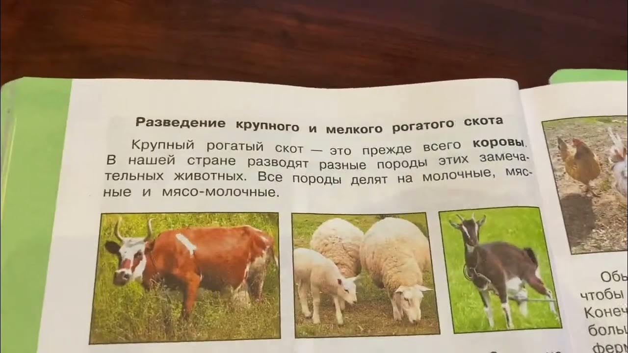 Животноводство плешаков 3 класс тест. Тесты по ж животноводству окружающий мир 4кл.