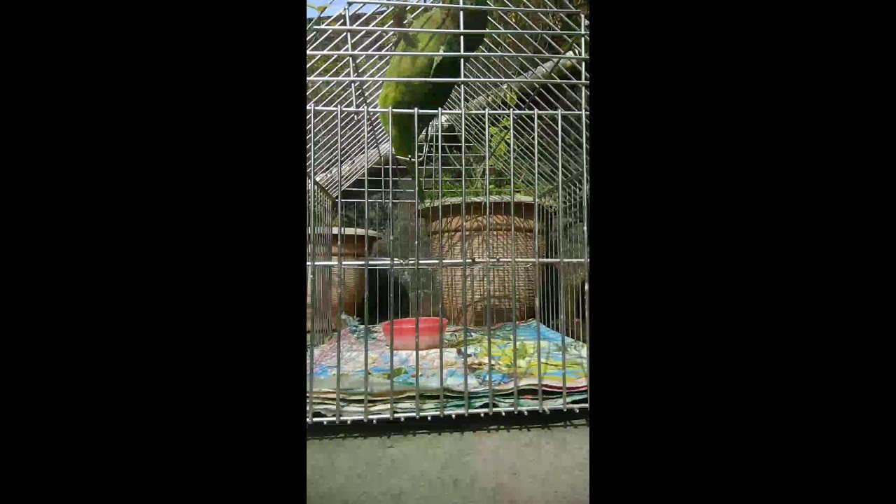 Animal lover 24 is live!