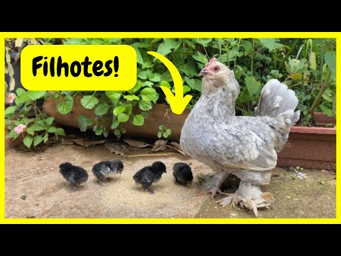 Filhotes da Tubarãozinha - Novos Ataques do Gato do Mato | Gutejando