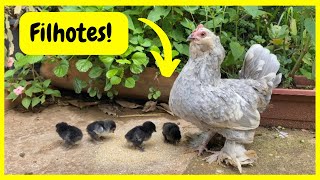 Filhotes da Tubarãozinha - Novos Ataques do Gato do Mato | Gutejando  