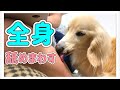 飼い主の全身を舐め回す犬たち│Licking dog│dog kisses