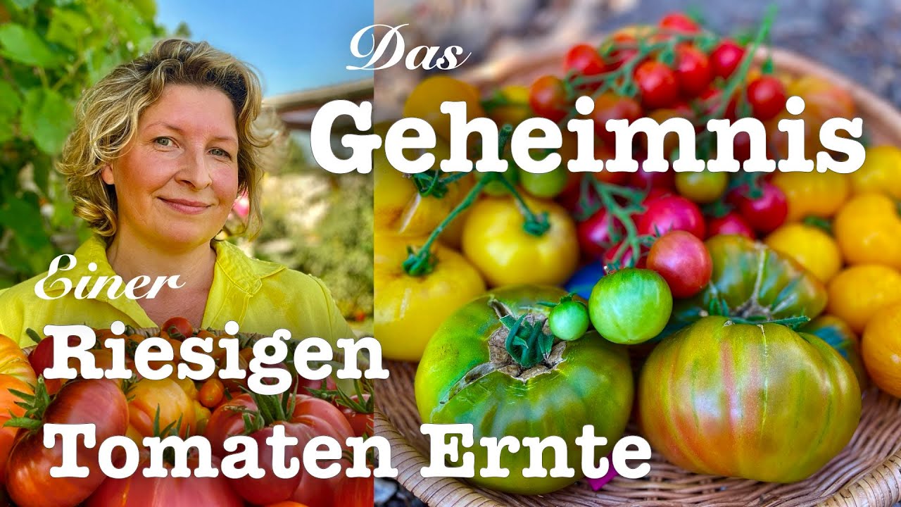 #78  🍅🌿Erfolgreich Tomaten anbauen 🌱🍅 Das Geheimnis einer riesigen Tomatenernte!