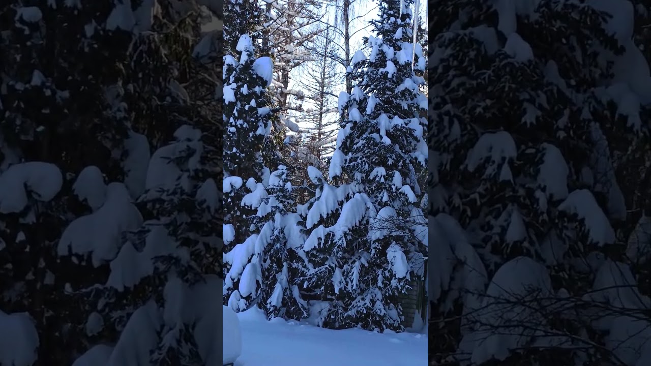 Сказочно красивый подмосковный лес.