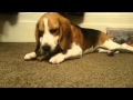 68 Snoopy Beagle Beagle Adorable Dog Envision