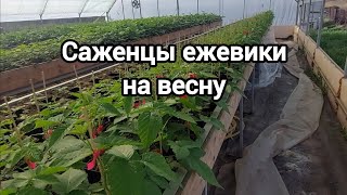 Саженцы ежевики. Обзор теплицы