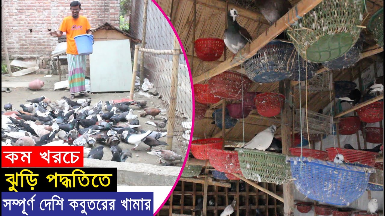 স্বল্প পুঁজিতে সম্পূর্ণ ঝুরি পদ্ধতিতে আবদ্ধ অবস্থায় দেশি কবুতরের খামার গড়ে বাড়তি আয়।BD Pigeon Farm..