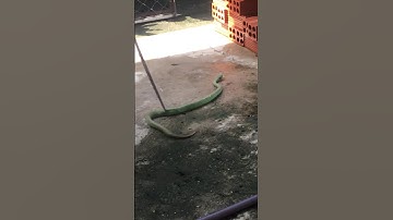 Cảnh báo rắn lục đuôi đỏ xuất hiện nhiều trong mùa mưa ; rắn độc nguy hiểm #shorts