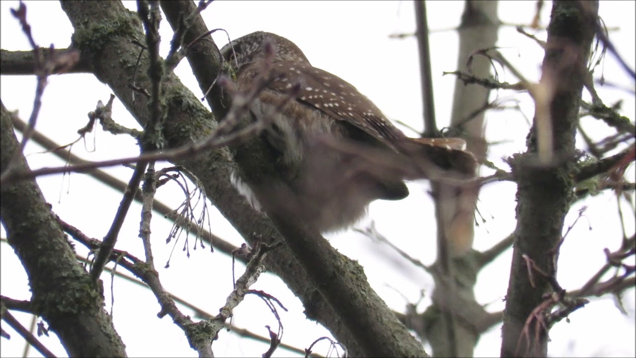 Pygmy Owl Maridalen 27 Nov 2017 camera iphone 8 plus apk