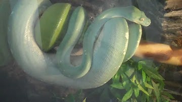 Green Tree Python Ovulation!!!