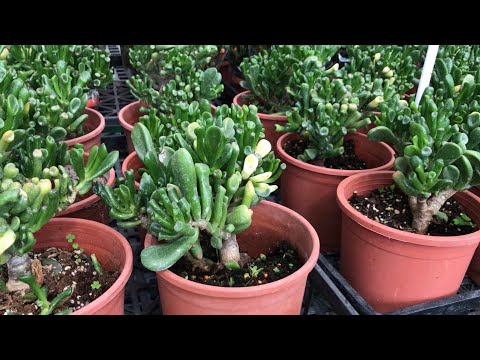 Video: Cara Membuat Florarium Untuk Succulents Dan Tanaman Lain Dengan Tangan Anda Sendiri: Petunjuk Langkah Demi Langkah Dengan Kelas Master Foto Dan Video