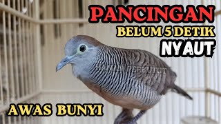 Suara Burung Perkutut gacor AMPUH pancingan MASTERAN BURUNG PERKUTUT AGAR LANGSUNG BUNYI 