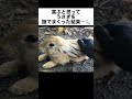 喜ぶと思ってうさぎを撫でまくった結果…