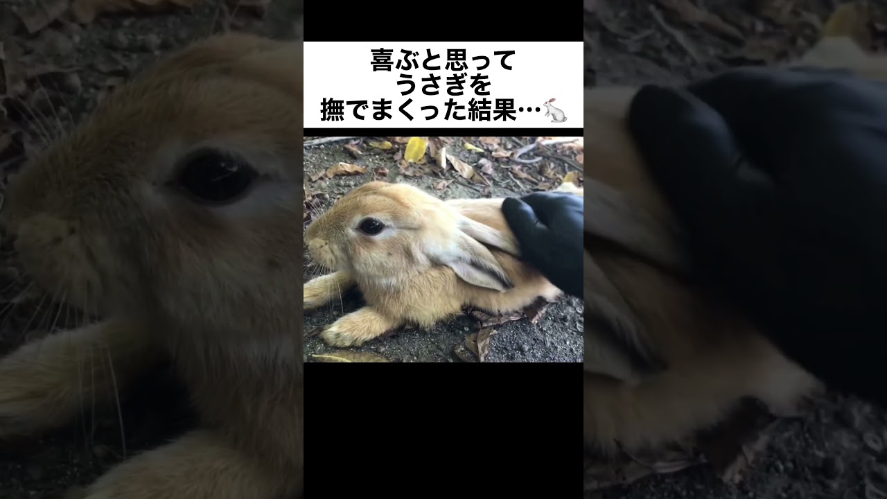 喜ぶと思ってうさぎを撫でまくった結果…