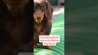 Fascinating Fact About Wiener Dog! #shorts #dog #adoptdontshop #cat #dachshund