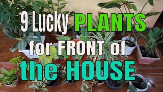 9 LUCKY PLANTS YOU SHOULD PLACE IN FRONT OF YOUR HOUSE TO ATTRACT WEALTH THIS 2022 | FENG SHUI TIPS