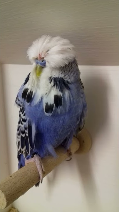 Violet Cock