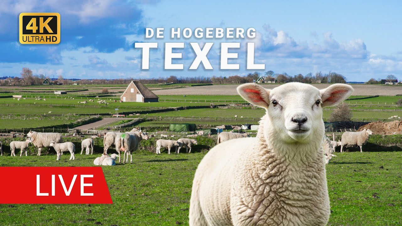 Live Webcam Texel: Hogeberg | Landschap & Schapen (Livecam Landschaft & Schafe)