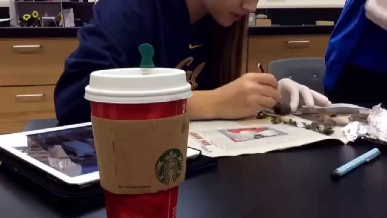 Owl Pellet Dissection