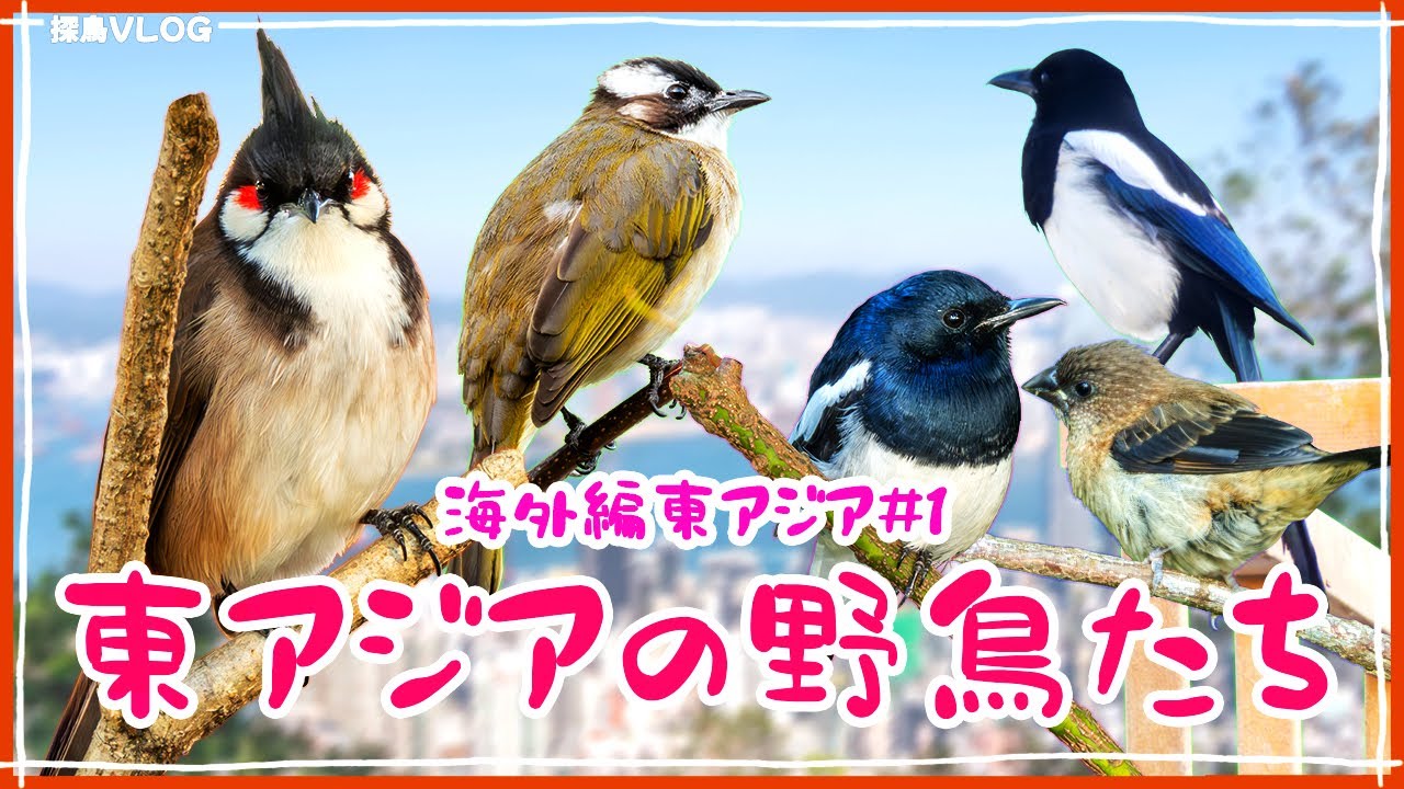 東アジアの野鳥 ─ 日本でも会える小鳥も？【特別編】《野鳥撮影vlog》｜シロガシラ、シキチョウ、カオグロガビチョウ、ハッカチョウ