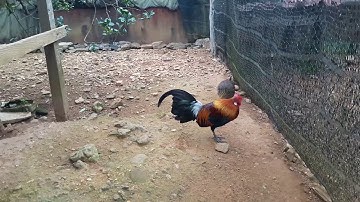 Los peb saib kuv cov qaib qus 100% nawb