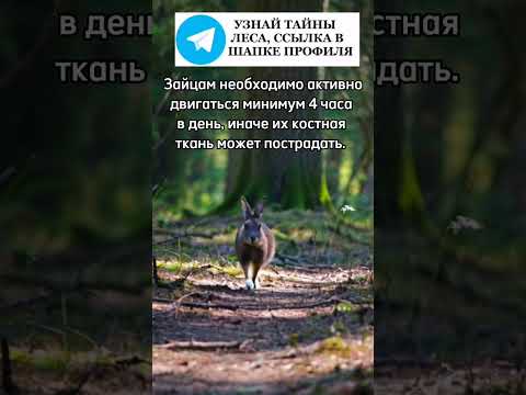 Зайцам необходимо активно двигаться #заяц #зайчик #животные #лес #природа