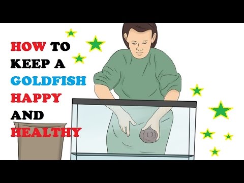 How to Keep a Goldfish Happy and Healthy