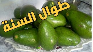 احسن طريقة للحفاظ على الافوكادو طوال السنة comment conserver l avocat pendant toute l année