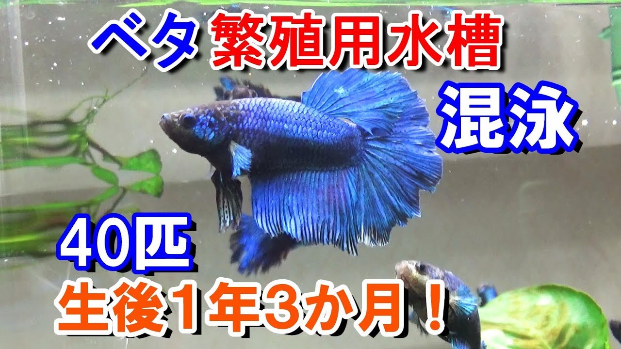 ベタ 生後1年3か月 混泳と ちびベタ大きさ比較 Bettafish Breeding Youtube