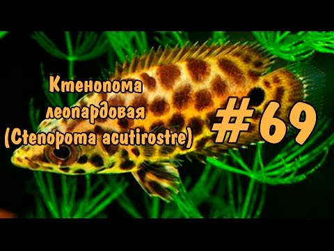 #69 Ктенопома леопардовая (Ctenopoma acutirostre)