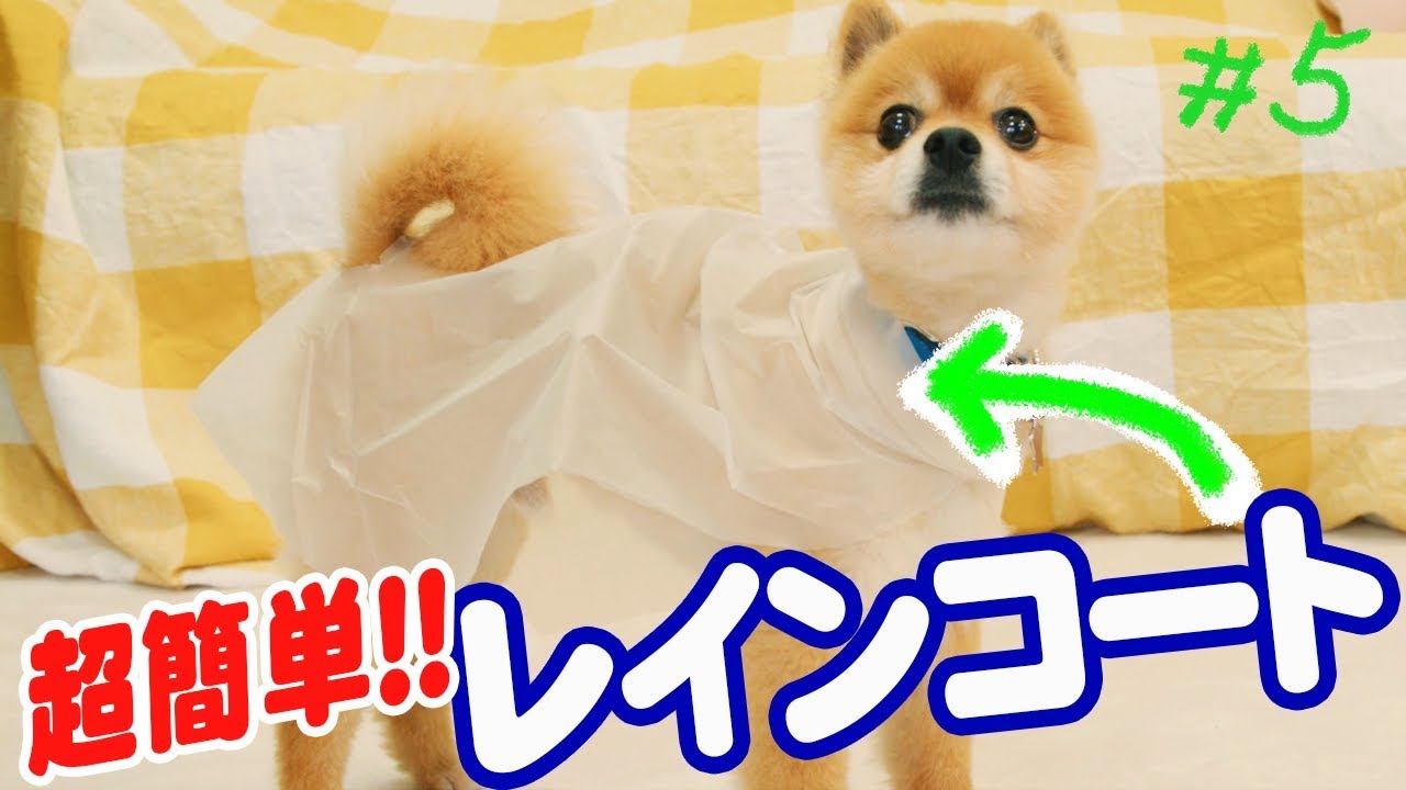 愛犬のためのdiy 犬用レインコートを紹介 ドッグパッドチャンネル ５ Youtube