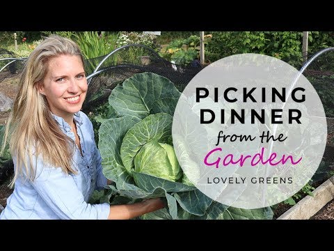 Picking Dinner from the Garden