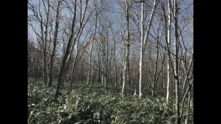 ドラゴンクエスト2 遥かなる旅路 （アレンジ クリスマスver.） DQⅡ ENDLESS WORLD