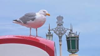 Alpicat - Themis I
