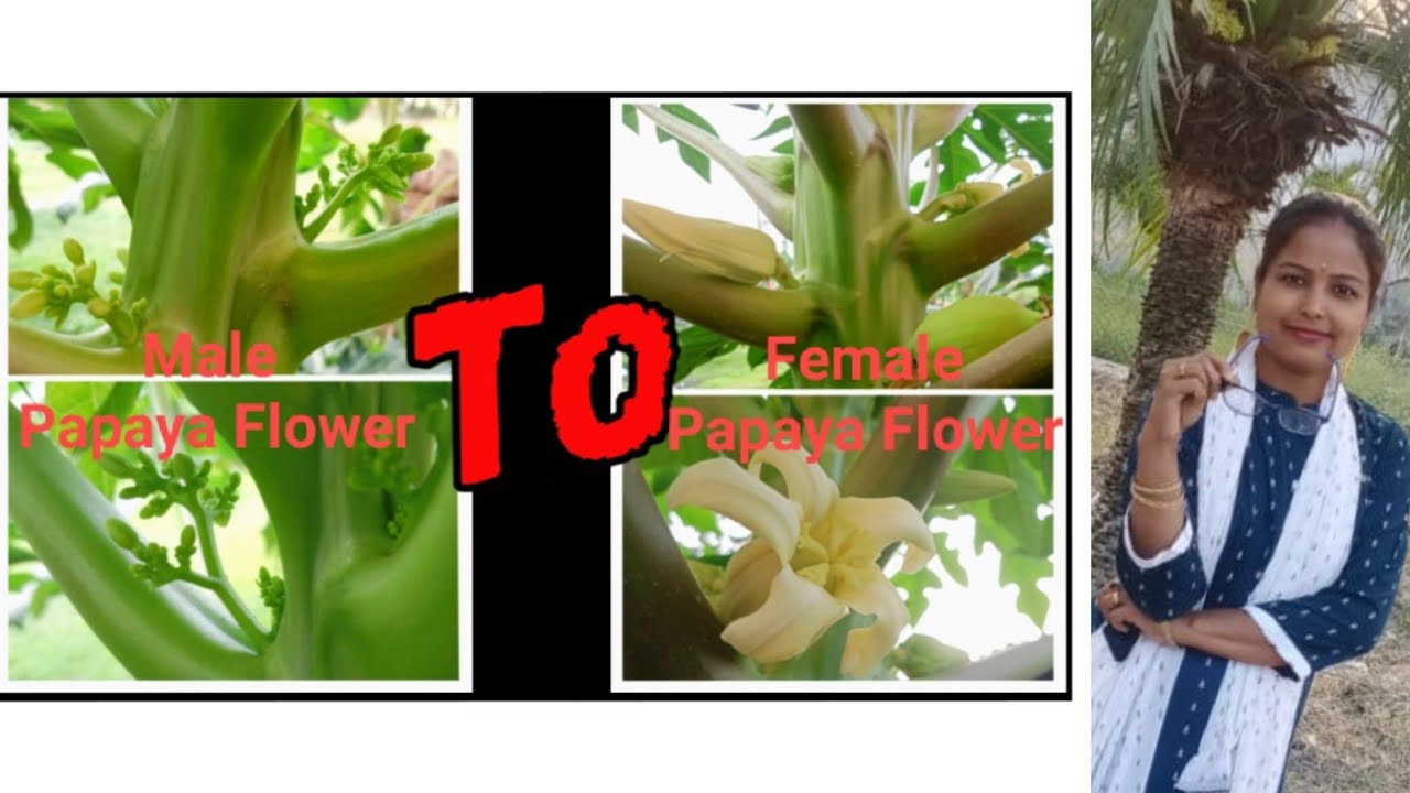 Male Papaya Flower converted into Female Papaya Flower Easy 2min