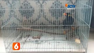GARA GARA PELIHARA SATWA DILINDUNGI, WARGA DI KEPAHIANG DITANGKAP POLISI | BERITA BENGKULU