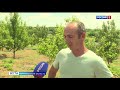 Астраханский фермер рассказал, как пыльная буря сказалась на урожае