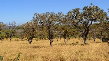 Qual é a vegetação típica do cerrado?